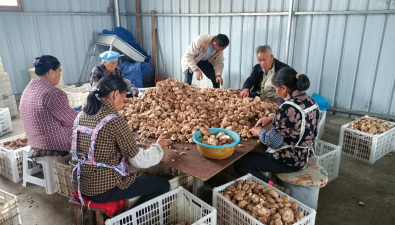 貴州安龍：香菇陸續采收
