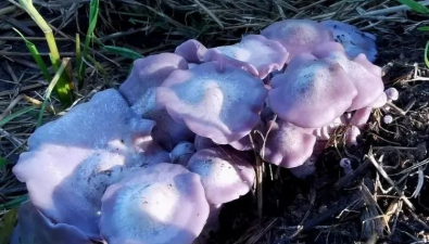 內蒙古呼倫貝爾：成功實現紫花臉蘑人工馴化栽培