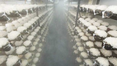 菇菇好農業：標準化菇房，年產鮮銀耳20噸