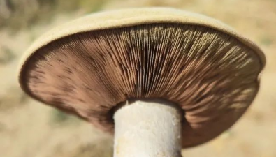 食用菌产业体系草腐菌岗位专家到新疆且末考察野生中国美味蘑菇
