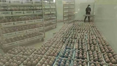 甘肅正寧縣：健全生產體系，延長食用菌產業鏈條