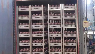 甘肅正寧縣強化技術支撐，提升食用菌科技水平