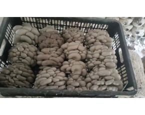大量优质平菇出售
