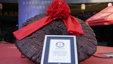 刷新吉尼斯世界紀錄！世界最大赤靈芝見過嗎？