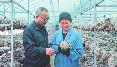 山西長治：蘇店鎮(zhèn)打造食用菌規(guī)模種植新標桿