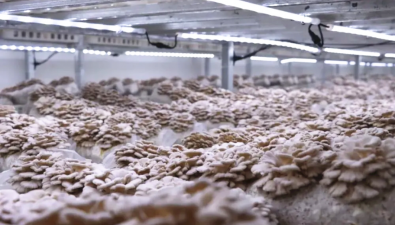 貴州畢節：食藥兩用菌被人工馴化栽培 填補國內市場空白