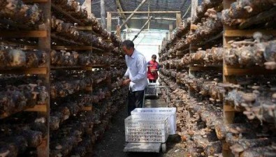 福建連城：賴源鄉“四下基層”興產業，菌菇飄香振興路