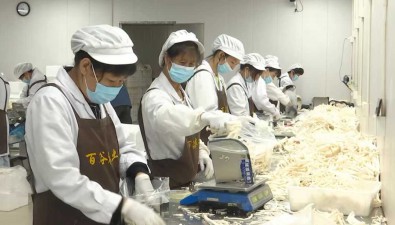 于艷：返鄉創業，靠“菌菇”帶動群眾脫貧致富