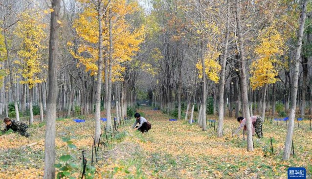 北京平谷：林下赤松茸单体种植面积达150余亩