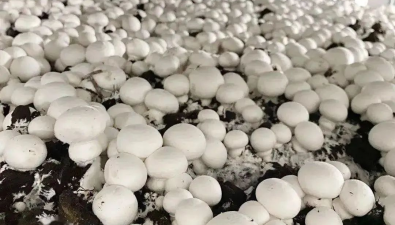 上海市金山區：廊下鎮食用菌產業發展興旺 碩果累累