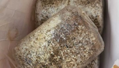 湖北鄂州：“水稻-大球蓋菇”輪作，畝均收入近萬元