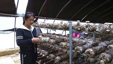 王世芳：示范帶動(dòng)，種蘑菇讓群眾致富