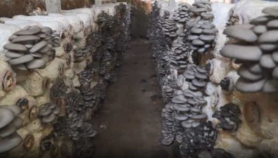 河北唐縣北羅鎮：20年蘑菇種植歷史，帶動農戶年收5萬多元