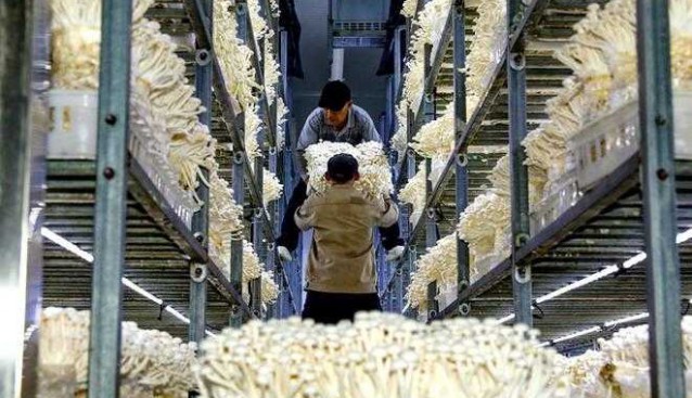 河南清丰：食用菌产业撑起乡村振兴“富民伞”