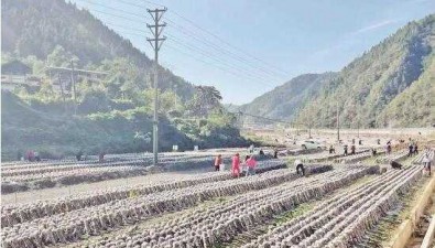 貴州銅仁：“1+N”產業布局，水稻輪作黑木耳，農民增收