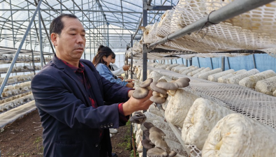 河南宝丰：4000余袋平菇，村集体可增收6万余元