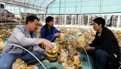 湖北遠安：珍稀食用菌人工培育技術取得突破