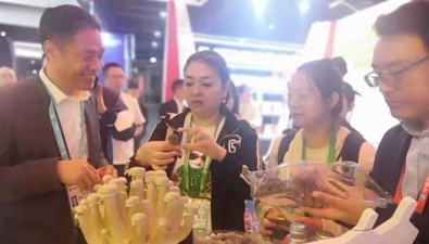 蘑菇還能種在瓶子里？這個滬郊小鎮(zhèn)讓鄉(xiāng)村振興融入進博會