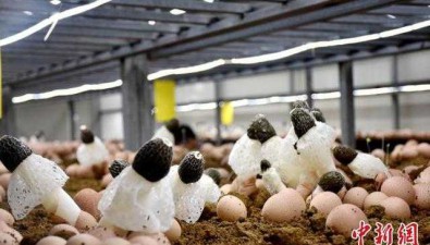 江西广昌：水南圩乡竹荪菇产业预计年产值达260万元