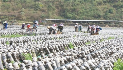 云南富寧縣：年生產菌棒2600萬棒，實現產值1億元
