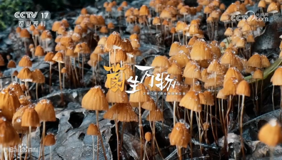 全国首部！央视纪录片揭秘龙泉菌物王国