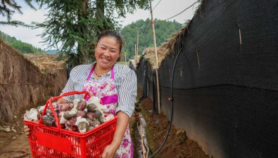 貴州黔西市小海子村：多種方式合作種紅托竹蓀，產值達612萬元