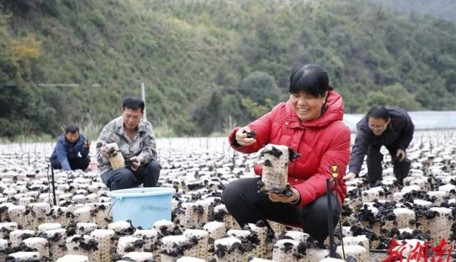 湖南新田县：木耳丰收采摘忙