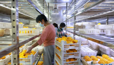 “智慧微工廠”通過 5G 網(wǎng)絡(luò)遠(yuǎn)程管理食用菌種植