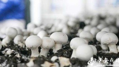 安徽灵璧县：年产菌菇2.5万吨