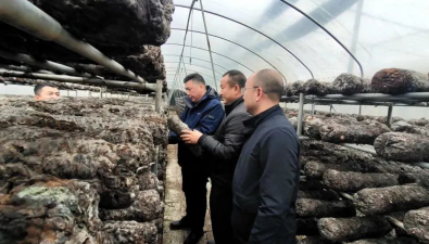 华中农业大学教授边银丙率队到远安县开展食用菌科技服务工作