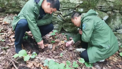 国内首次发现！庐山发现中国大型真菌新记录种