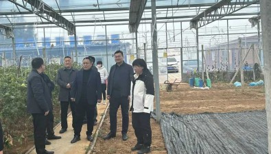 山東肥城：石橫鎮考察“羊肚菌+果蔬”輪作模式