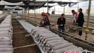 貴州沿河：石柱村食用菌基地預計擺棒3萬多棒