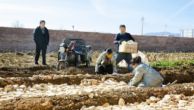 河南三门峡：试种雪茸菇成功，扩大种植面积