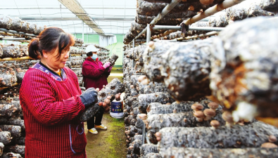 山西垣曲县：创建国家级食用菌产业基地