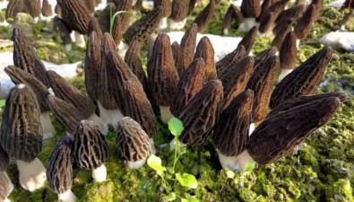 張德華：返鄉創業發展羊肚菌產業，賦能鄉村振興
