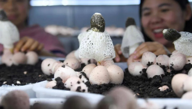 全国最大菌菇智慧方舱在鄂投产，红托竹荪实现规模化、周年化种植