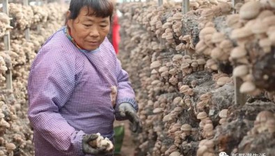 河南新野县：投资近1.3亿元!建设食用菌产业园