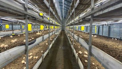 福建屏南長橋：轉型升級，解決食用菌產業瓶頸問題