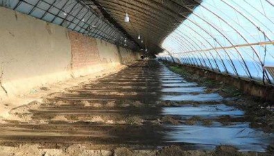 新疆吉木薩爾縣：大有鎮391棚羊肚菌，產值達1700萬元
