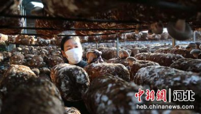 河北邢台南和：香菇、猴头菇开始采摘
