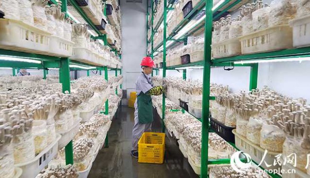龙州北部湾公司：年产鹿茸菇约8000吨，供不应求