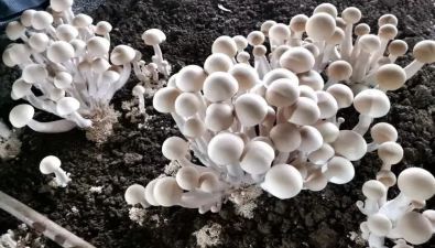 廣西河池：成功實現(xiàn)馴化種植 桑枝食用菌有了新品種