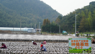 安徽东至：食用菌村级联盟创新“飞地托管”模式