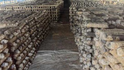 安徽泗县：食用菌基地年产60万棒香菇菌棒