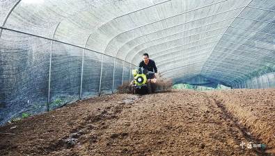 四川內江：牛橋村發(fā)展羊肚菌種植100多畝