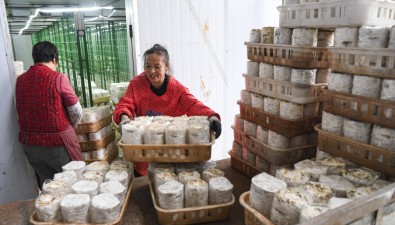 重庆永川：何埂镇工厂化食用菌种植企业达20家