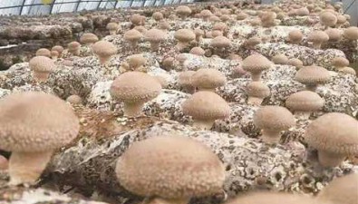 河北承德：食用菌生產總面積13.9萬畝