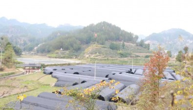 貴州德江縣：穩坪鎮忙種羊肚菌，一田多收
