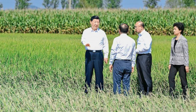 習近平：切實加強耕地保護 抓好鹽堿地綜合改造利用